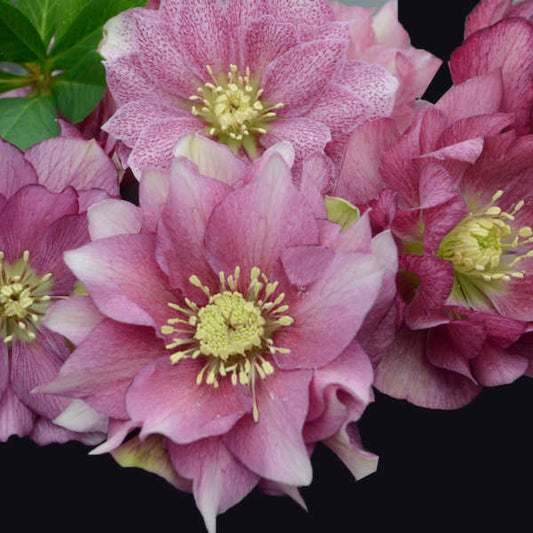 Helleborus Wedding Party Maid of Honor LG