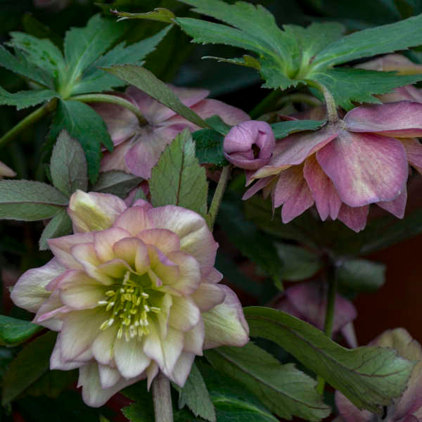 Helleborus Wedding Party Mother of the Bride LG