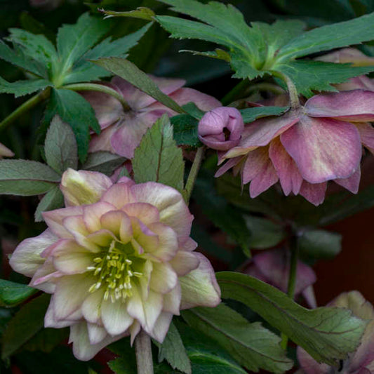Helleborus Wedding Party Mother of the Bride LG
