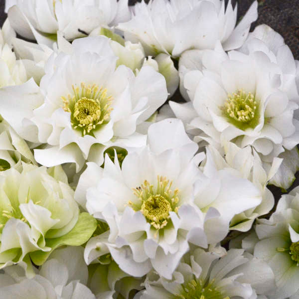 Helleborus Wedding Party Wedding Bells LG