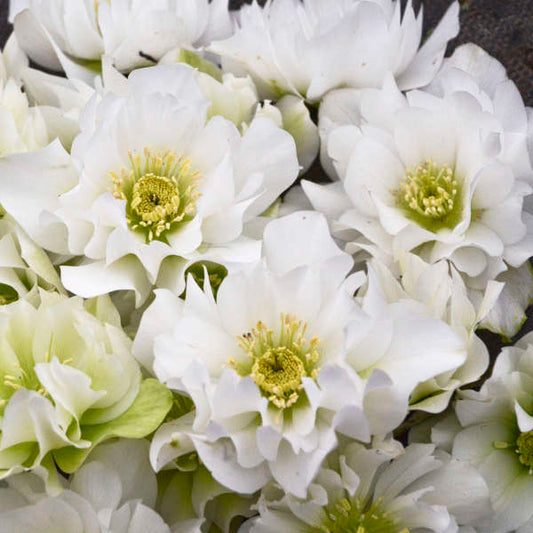Helleborus Wedding Party Wedding Bells LG
