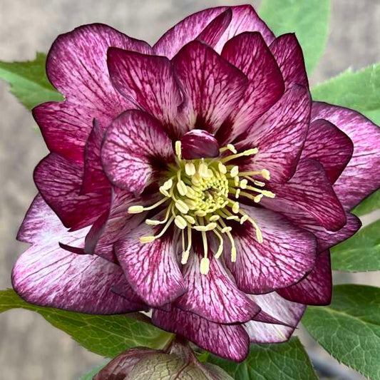 Helleborus Wedding Party Whirlwind Romance LG