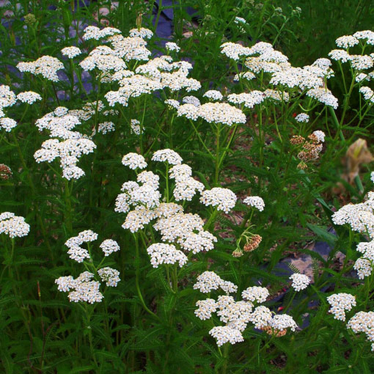 Flowering Lawn White Yarrow Seed 500sqft