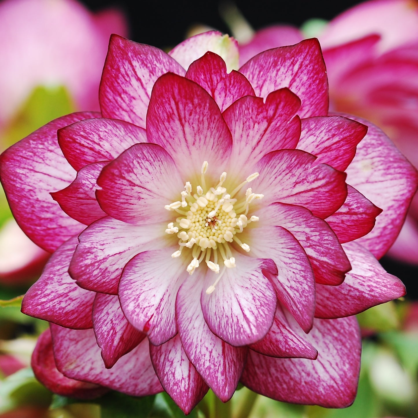 Helleborus Winter Jewels Peppermint Ice SM