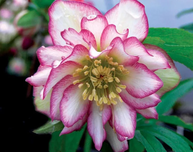 Helleborus Winter Jewels Rose Quartz SM
