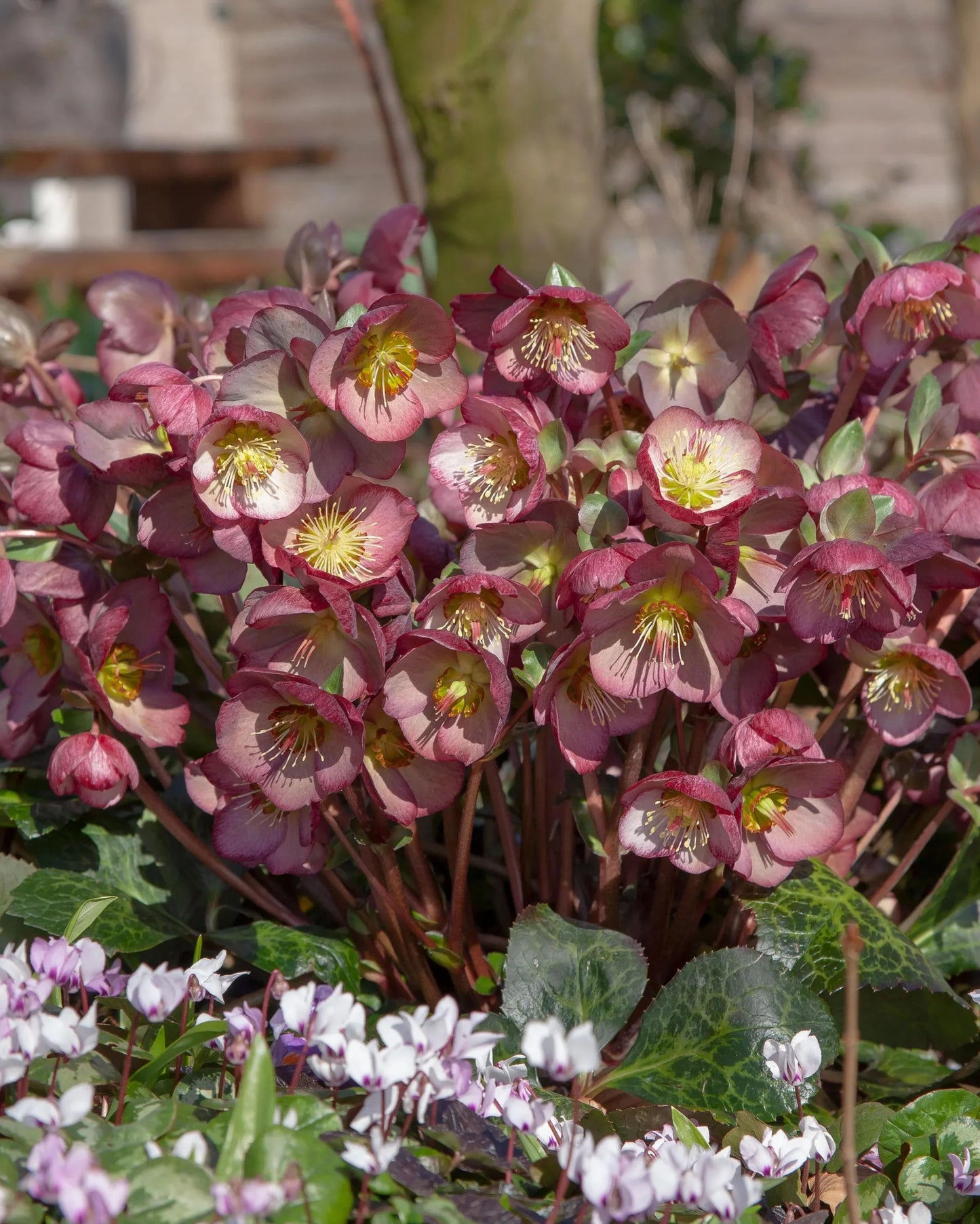 Helleborus Frost Kiss Elemental LG