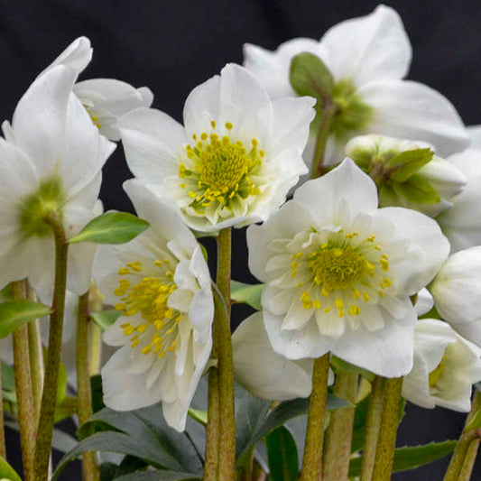 Helleborus niger Snowbells LG