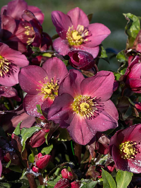 Helleborus Ice N Roses Red LG