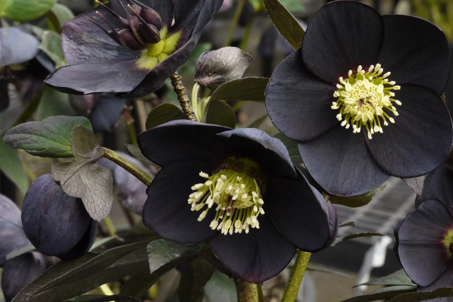 Helleborus Winter Jewels Black Diamond SM