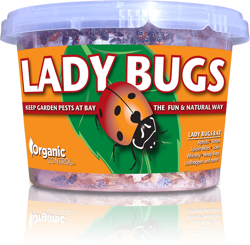 Ladybugs! 500/cup